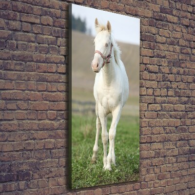 Quadro foto su tela verticale Cavallo albino