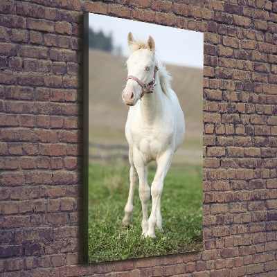 Quadro foto su tela verticale Cavallo albino