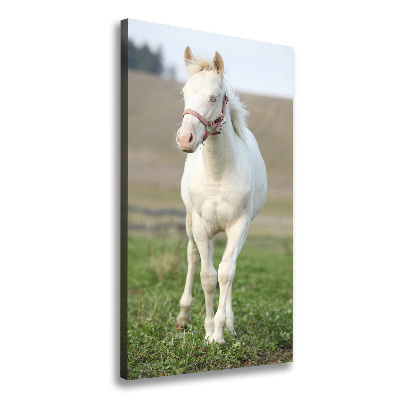 Quadro foto su tela verticale Cavallo albino