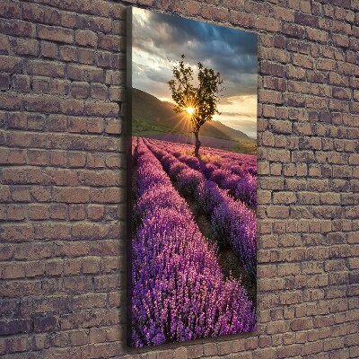 Quadro foto su tela verticale Campo di lavanda
