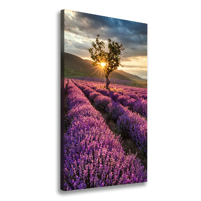 Quadro foto su tela verticale Campo di lavanda