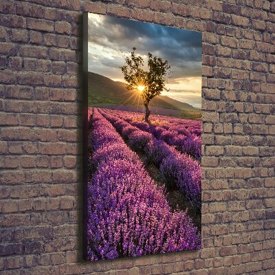 Quadro foto su tela verticale Campo di lavanda