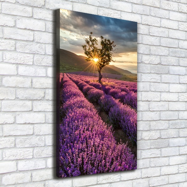 Quadro foto su tela verticale Campo di lavanda