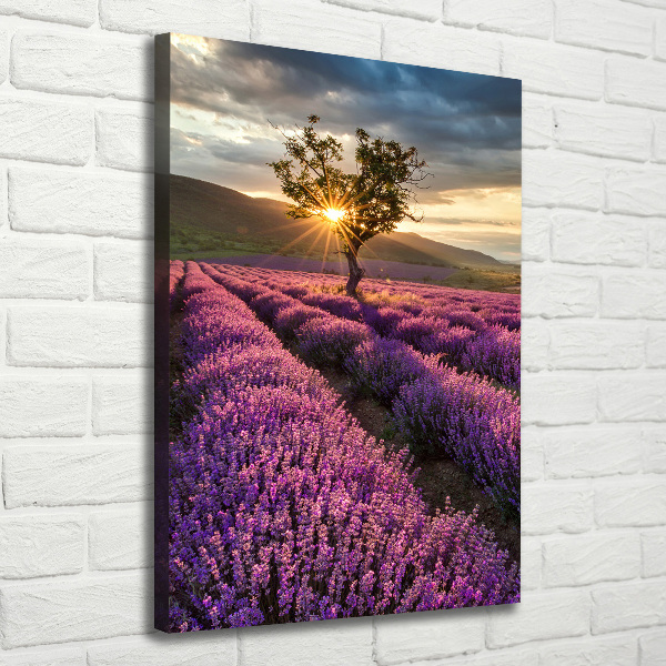 Quadro foto su tela verticale Campo di lavanda