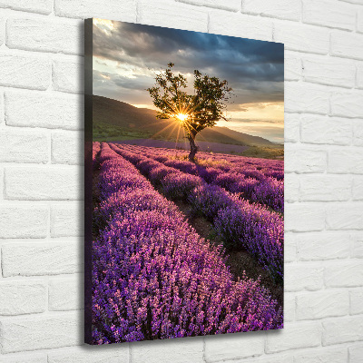 Quadro foto su tela verticale Campo di lavanda