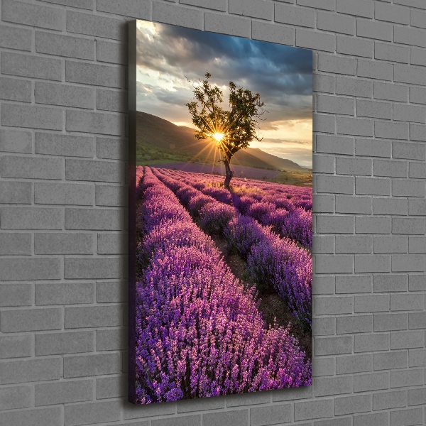 Quadro foto su tela verticale Campo di lavanda