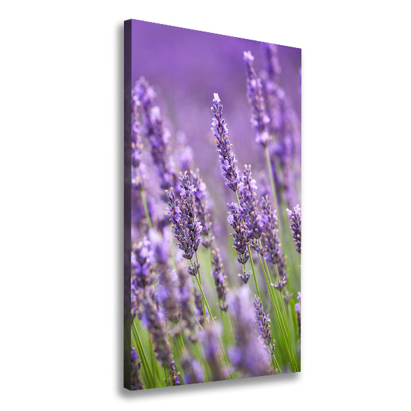 Quadro su tela canvas verticale Campo di lavanda