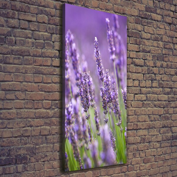 Quadro su tela canvas verticale Campo di lavanda