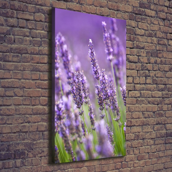 Quadro su tela canvas verticale Campo di lavanda