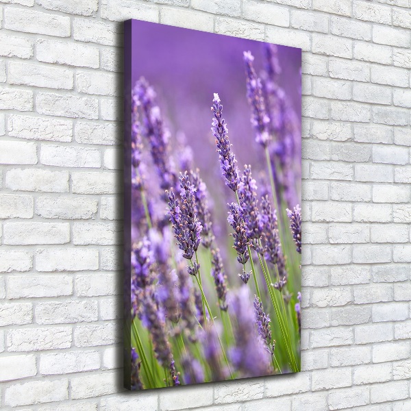 Quadro su tela canvas verticale Campo di lavanda