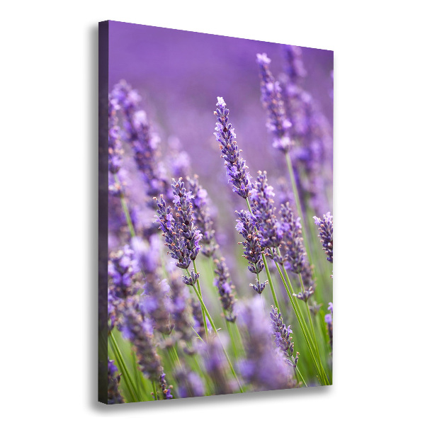 Quadro su tela canvas verticale Campo di lavanda