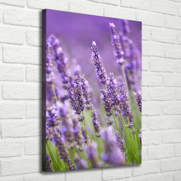 Quadro su tela canvas verticale Campo di lavanda