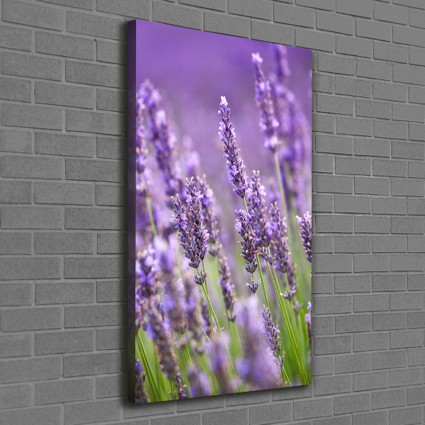 Quadro su tela canvas verticale Campo di lavanda