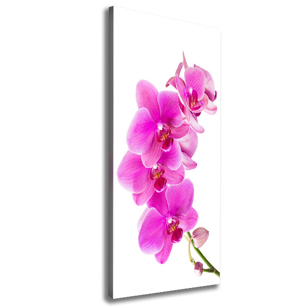 Quadro foto su tela verticale Orchidea rosa
