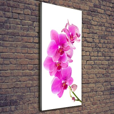 Quadro foto su tela verticale Orchidea rosa