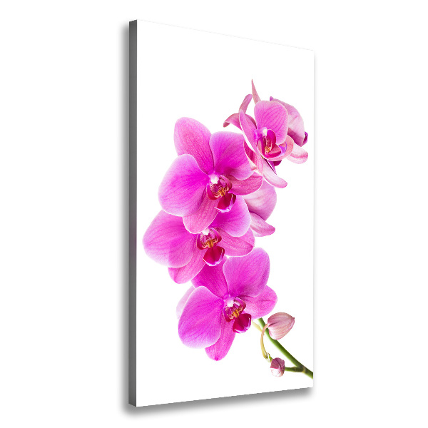 Quadro foto su tela verticale Orchidea rosa
