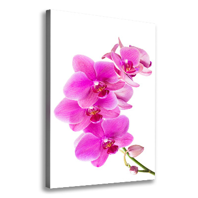 Quadro foto su tela verticale Orchidea rosa