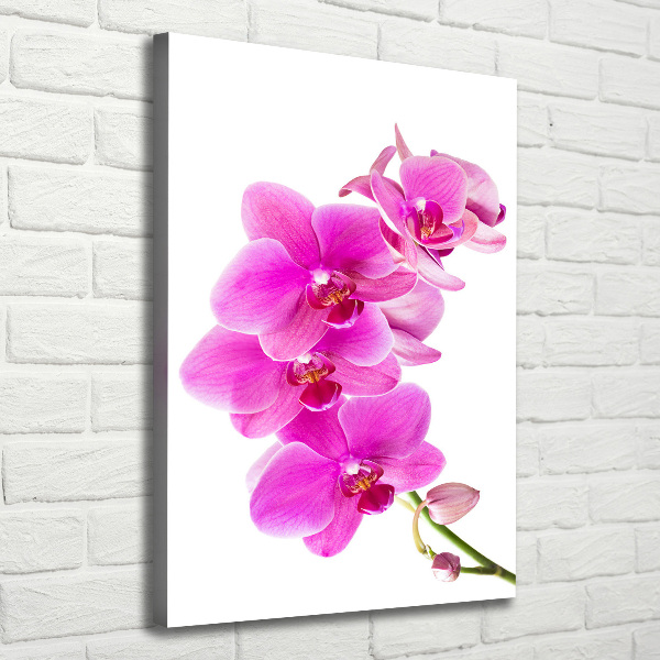 Quadro foto su tela verticale Orchidea rosa