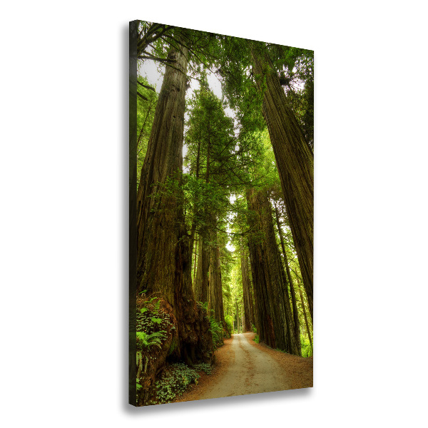 Quadro foto su tela verticale Sentiero nella foresta