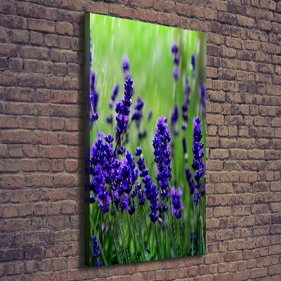 Quadro su tela canvas verticale Campo di lavanda