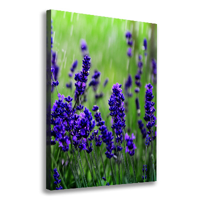 Quadro su tela canvas verticale Campo di lavanda