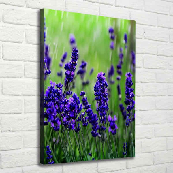 Quadro su tela canvas verticale Campo di lavanda