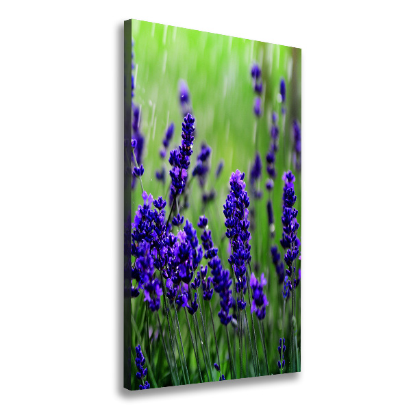 Quadro su tela canvas verticale Campo di lavanda