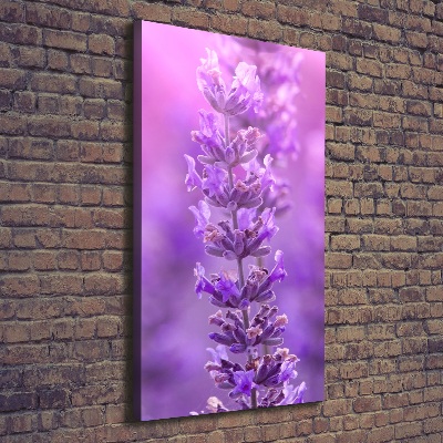 Quadro foto su tela verticale Campo di lavanda