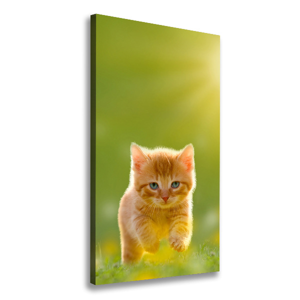 Stampa quadro su tela verticale Gatto rosso