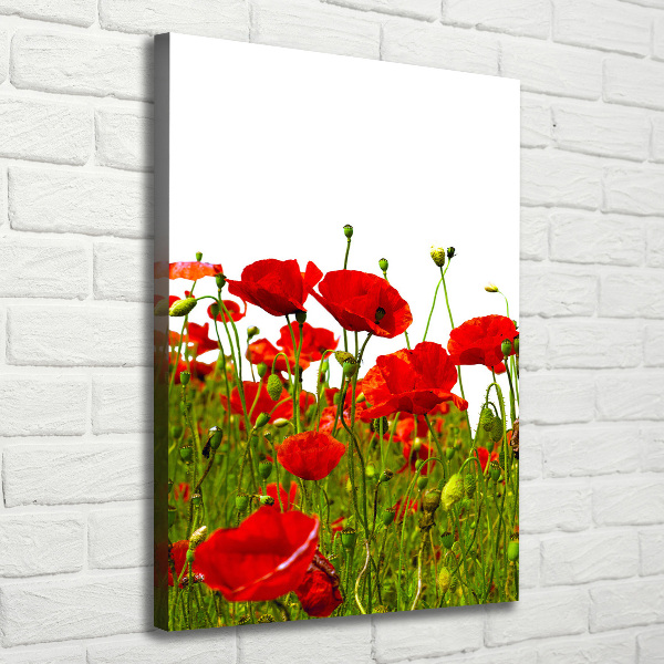 Quadro foto su tela verticale Campo di papaveri