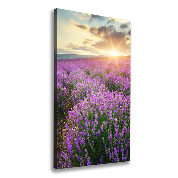 Quadro su tela canvas verticale Campo di lavanda