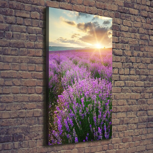 Quadro su tela canvas verticale Campo di lavanda