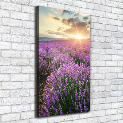 Quadro su tela canvas verticale Campo di lavanda