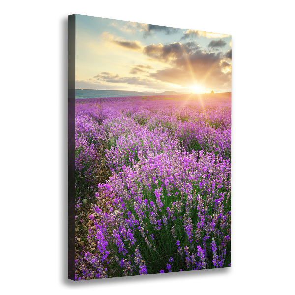 Quadro su tela canvas verticale Campo di lavanda