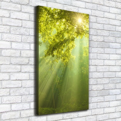 Quadro foto su tela verticale Il sole nella foresta