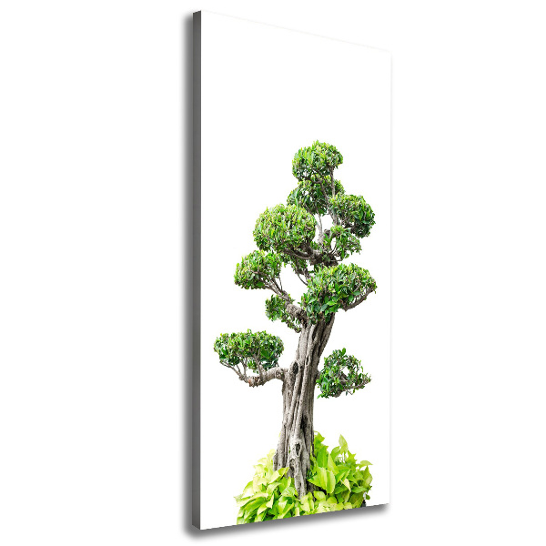 Stampa quadro su tela verticale Albero bonsai