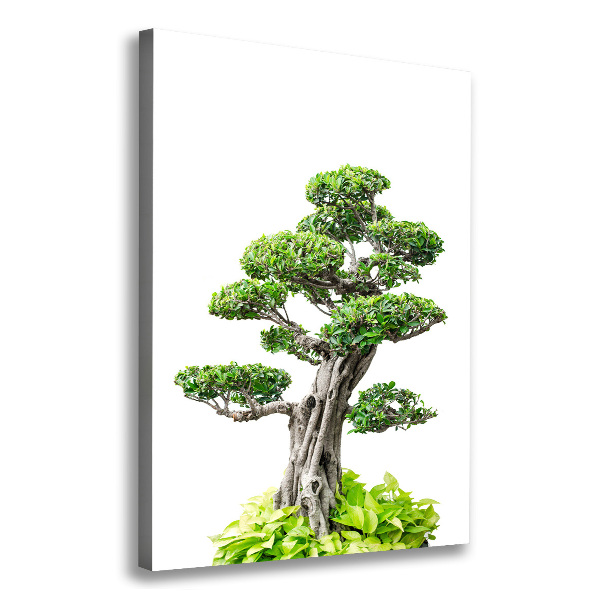 Stampa quadro su tela verticale Albero bonsai