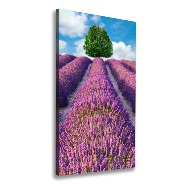 Quadro su tela canvas verticale Campo di lavanda