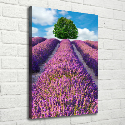 Quadro su tela canvas verticale Campo di lavanda
