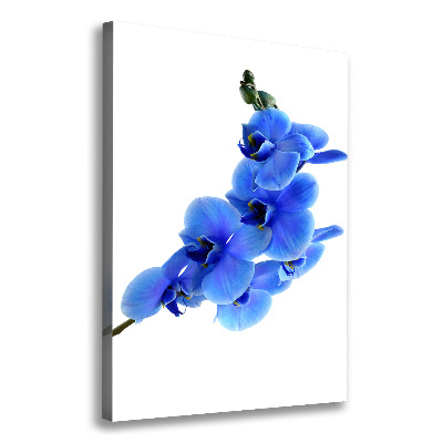 Stampa quadro su tela verticale Orchidea blu