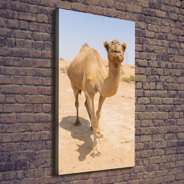 Quadro foto su tela verticale Cammello nel deserto