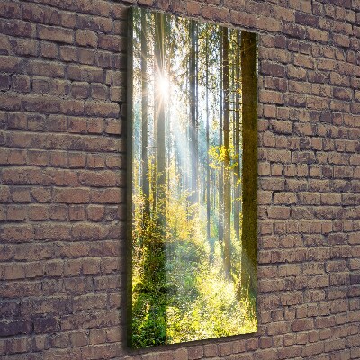 Quadro foto su tela verticale Il sole nella foresta