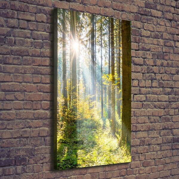 Quadro foto su tela verticale Il sole nella foresta