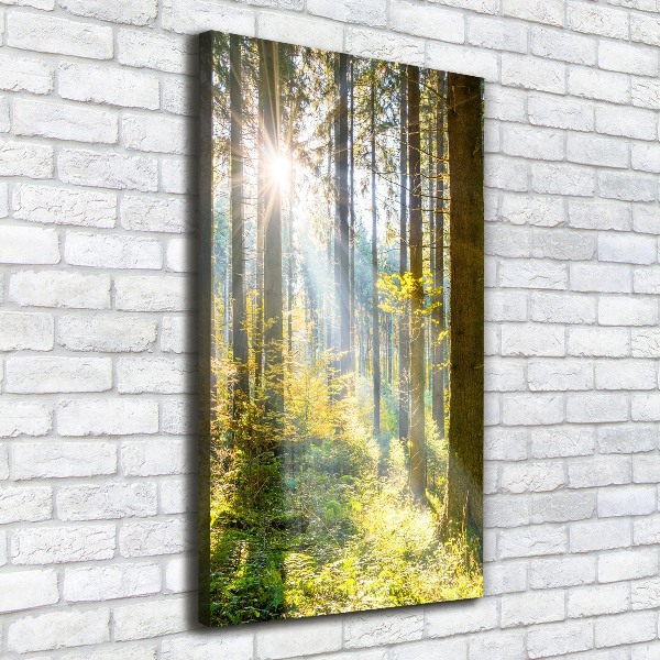 Quadro foto su tela verticale Il sole nella foresta