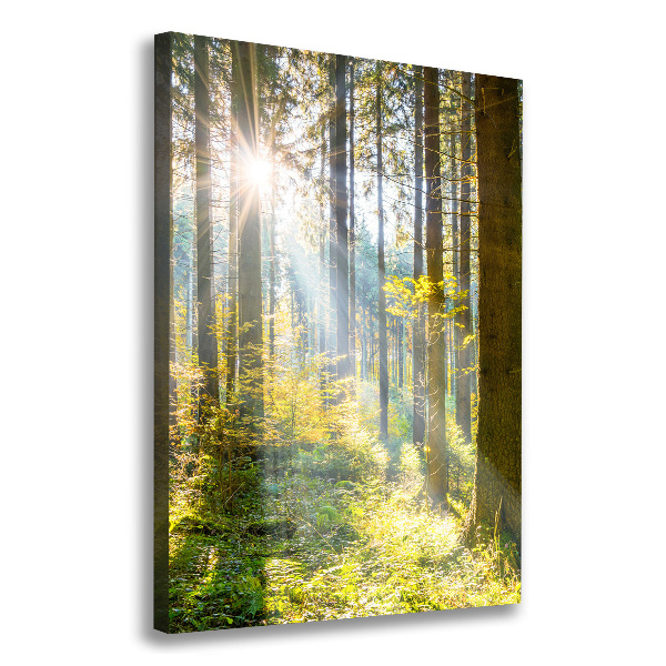 Quadro foto su tela verticale Il sole nella foresta