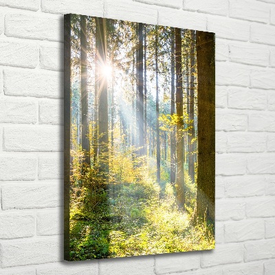 Quadro foto su tela verticale Il sole nella foresta