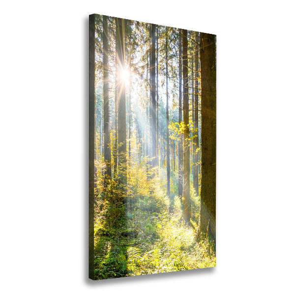 Quadro foto su tela verticale Il sole nella foresta
