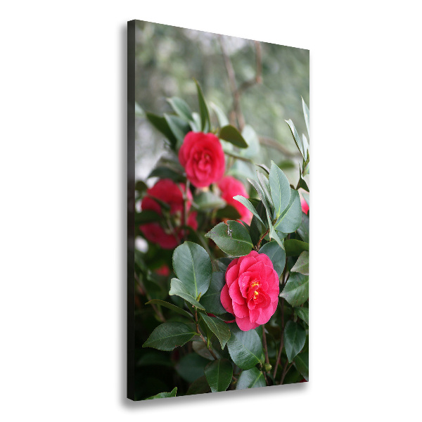 Quadro su tela canvas verticale Camelia