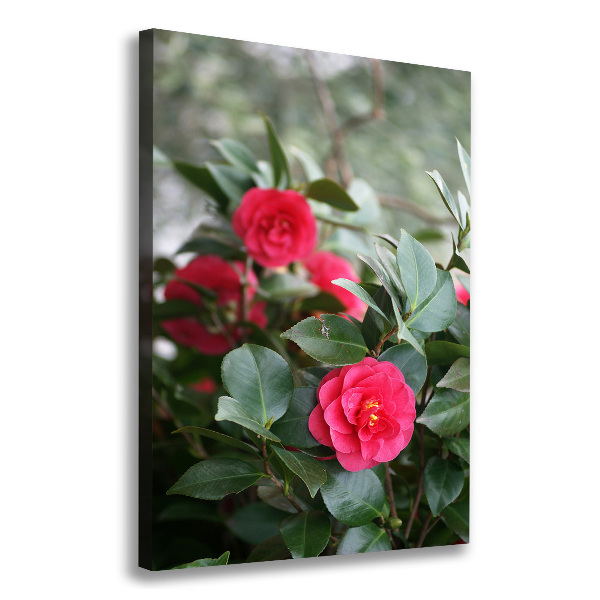 Quadro su tela canvas verticale Camelia