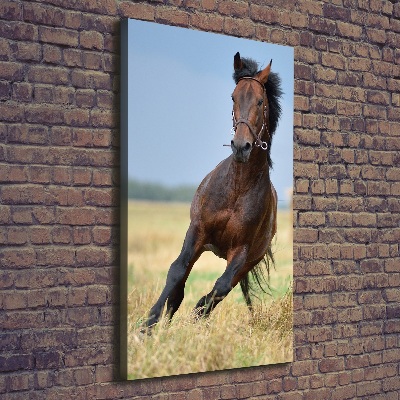 Quadro foto su tela verticale Un cavallo in un campo
